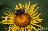 Rudbeckia (Rudbeckia)