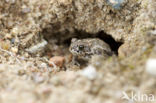 Rugstreeppad (Bufo calamita