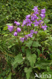 Nettle-leaved Bellflower (Campanula trachelium)