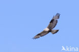 Rough-legged Buzzard (Buteo lagopus)