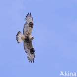 Ruigpootbuizerd (Buteo lagopus)