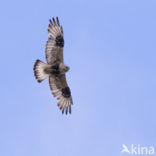 Ruigpootbuizerd (Buteo lagopus)