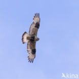 Ruigpootbuizerd (Buteo lagopus)