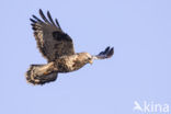 Ruigpootbuizerd (Buteo lagopus)