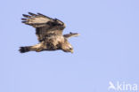 Rough-legged Buzzard (Buteo lagopus)