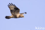 Ruigpootbuizerd (Buteo lagopus)