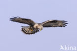 Rough-legged Buzzard (Buteo lagopus)