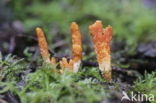 Rupsendoder (Ammophila sabulosa)