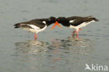 Oystercatcher (Haematopus ostralegus)