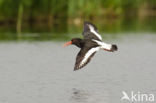 Oystercatcher (Haematopus ostralegus)