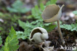 Schotelkluifzwam (Helvella macropus) 