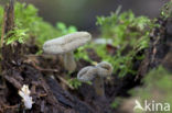 Schotelkluifzwam (Helvella macropus) 