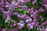 Syringa