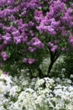 Syringa