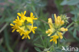 Sikkelklaver (Medicago falcata)