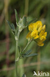 Sikkelklaver (Medicago falcata)