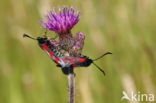 Six-spot Burnet (Zygaena filipendulae)