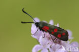 Six-spot Burnet (Zygaena filipendulae)