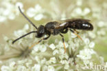 Slanke groefbij (Lasioglossum fulvicorne)