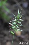 Annual Vernal-grass (Anthoxanthum aristatum)