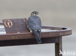 Smelleken (Falco columbarius)