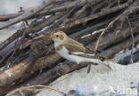 Snow Bunting (Plectrophenax nivalis)