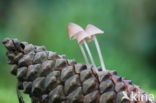 Milky Bonnet