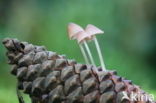 Sneeuwwitte mycena (Hemimycena lactea)