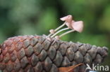 Sneeuwwitte mycena (Hemimycena lactea)