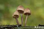 Sneeuwwitte mycena (Hemimycena lactea)