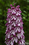 Soldaatje x Purperorchis (Orchis militaris x Orchis purpurea)