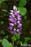 Soldaatje (Orchis militaris) 