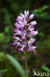 Soldaatje (Orchis militaris) 