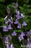 Spanish Bluebells (Hyacinthoides hispanica)