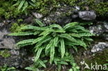 Maidenhair Spleenwort (Asplenium trichomanes)