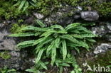 Steenbreekvaren (Asplenium trichomanes)