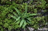 Maidenhair Spleenwort (Asplenium trichomanes)