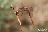 Steenrode heidelibel (Sympetrum vulgatum)