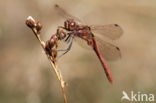 Steenrode heidelibel (Sympetrum vulgatum)