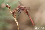 Steenrode heidelibel (Sympetrum vulgatum)