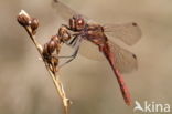 Steenrode heidelibel (Sympetrum vulgatum)