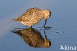 Stilt Sandpiper (Calidris himantopus)