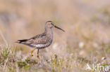 Stilt Sandpiper (Calidris himantopus)