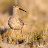 Steltstrandloper (Calidris himantopus)