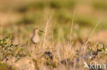 Stilt Sandpiper (Calidris himantopus)
