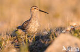 Stilt Sandpiper (Calidris himantopus)