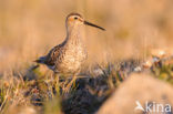 Steltstrandloper (Calidris himantopus)