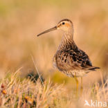Stilt Sandpiper (Calidris himantopus)