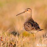 Steltstrandloper (Calidris himantopus)