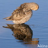 Stilt Sandpiper (Calidris himantopus)